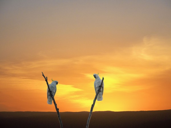Cockatoos on branches at sunset