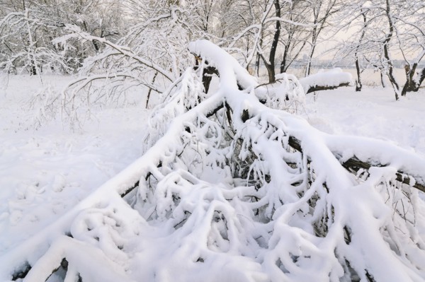 Snow on fallen tree