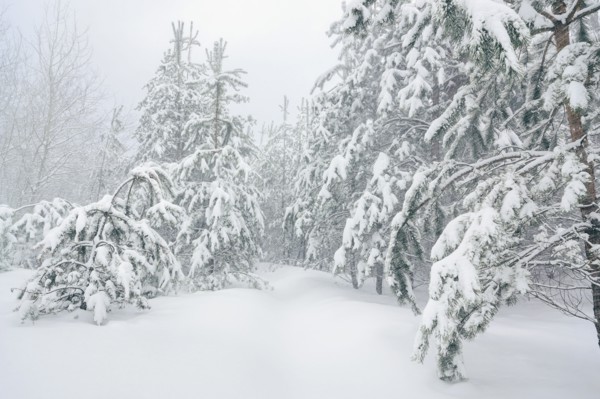 Trees in snow