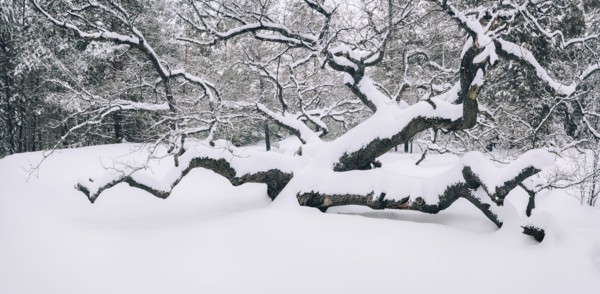 Bare trees in snow