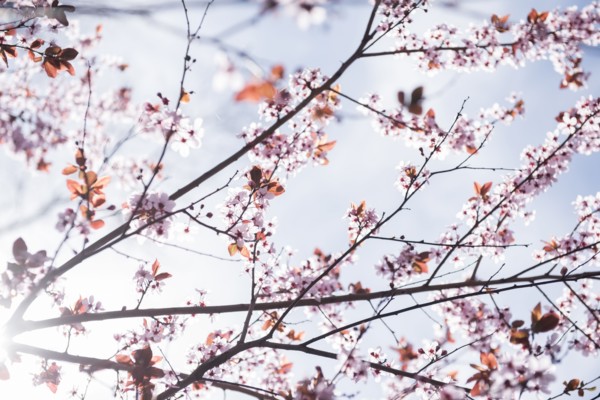 Cherry blossoms