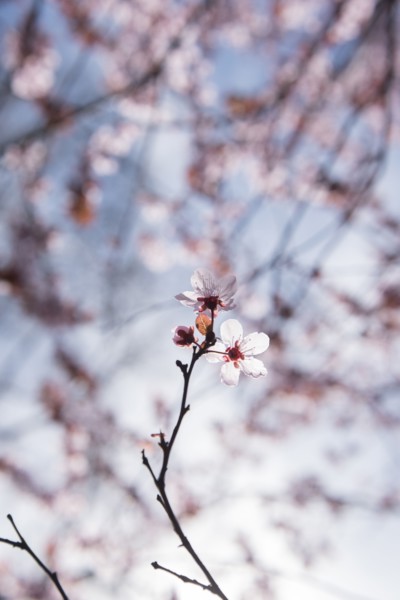 Cherry blossoms