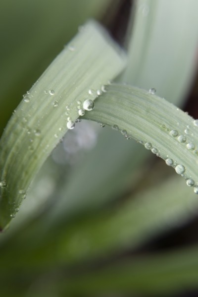 Water droplets on leaves