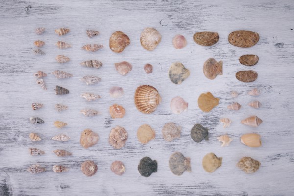 Variety of seashells on white surface