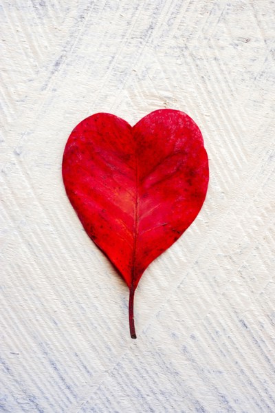Red heart shaped leaf