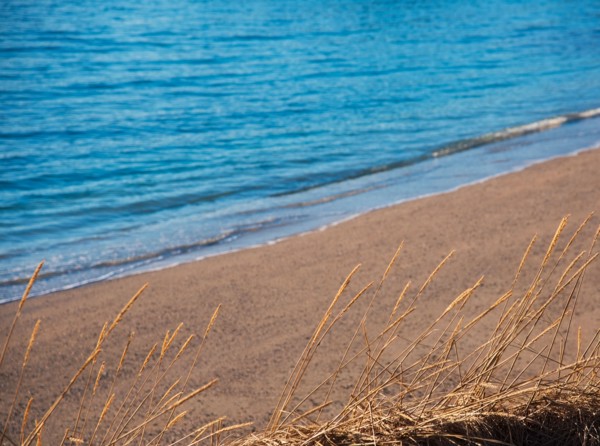 Seed heads by beach in Tromso, Norway