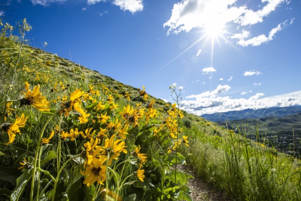 Yellow flowers in Sun Valley, Idaho, USA