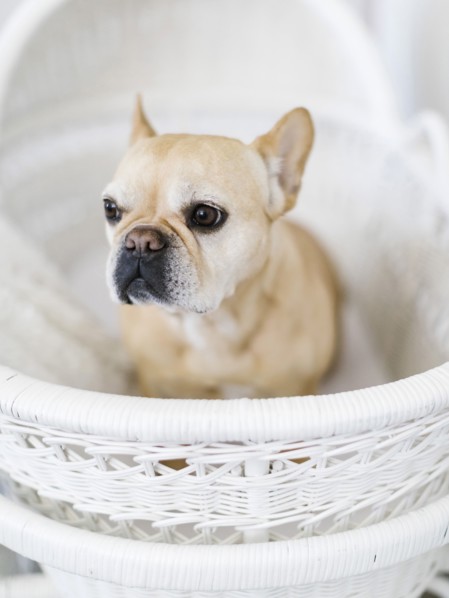 Dog in white basket