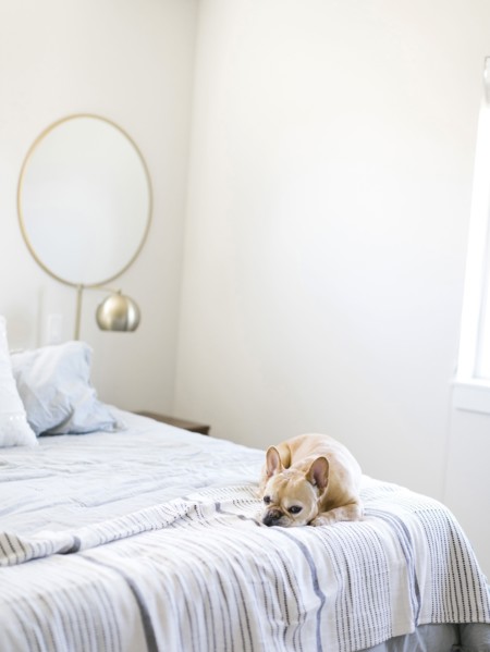 Dog lying on bed