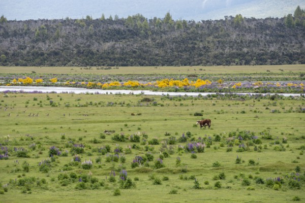 Cow in field by Eglinton River in Te Anau Downs, New Zealand
