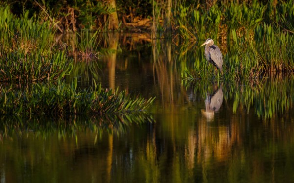 Great blue heron by  river