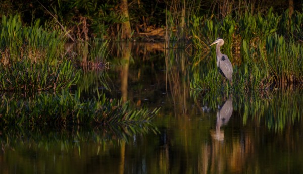 Great blue heron by  river