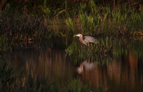 Great blue heron by  river