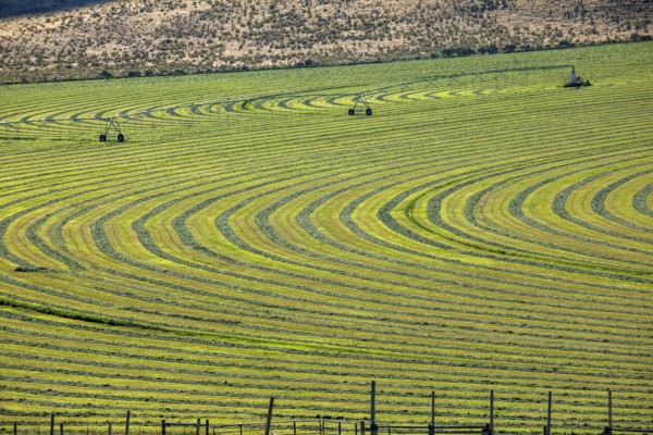 Crop field