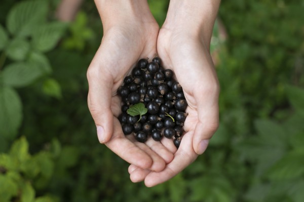 Woman's cupped hands holding blueberries