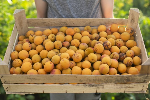 Boy holding crate of apricots