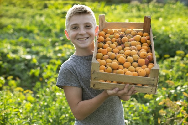 Smiling boy holding crate of apricots