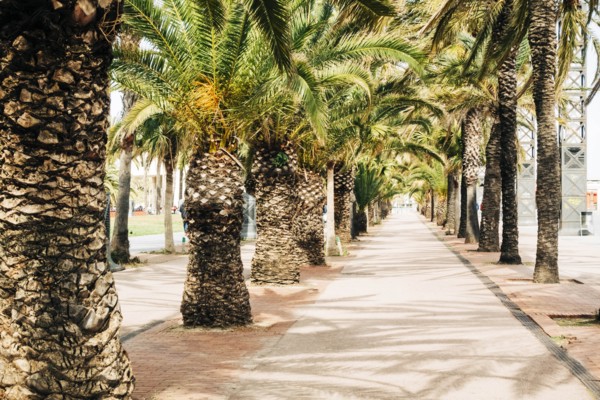 Palm trees on street in Barcelona, Spain