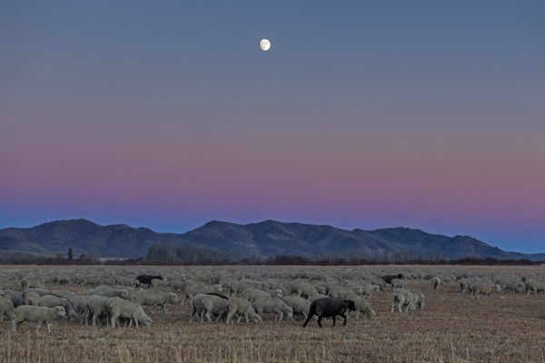 Flock of sheep at sunset in Picabo, Idaho