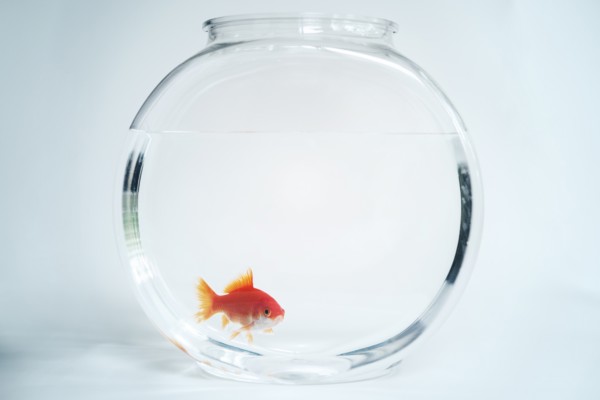 Goldfish in fishbowl