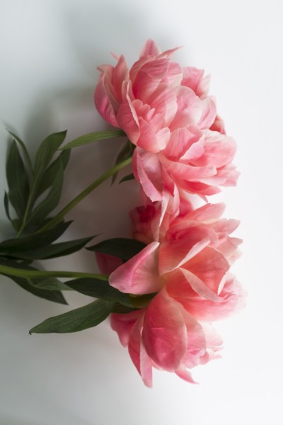 Peonies on white background