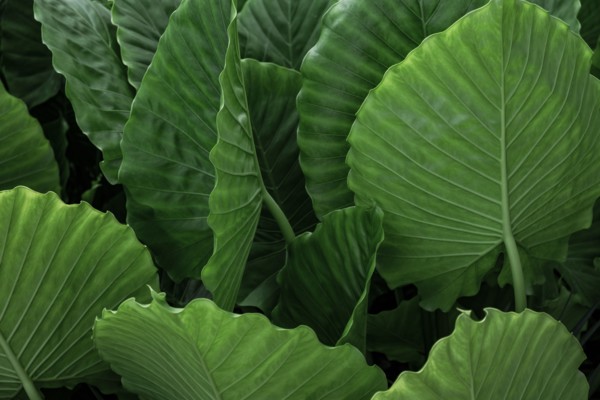 Green palm leaves