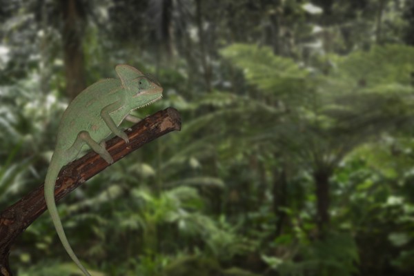 Chameleon on branch