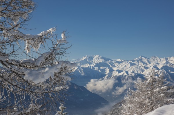 Bare trees by mountains in Piedmont, Italy