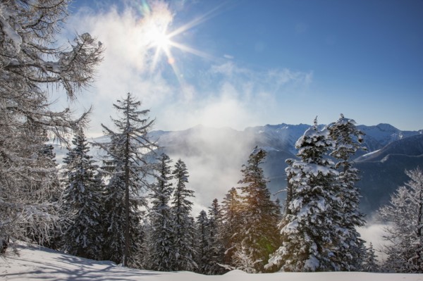 Trees in snow on mountain in Piedmont, Italy