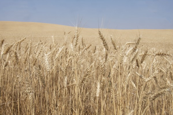 Wheat crop in Idaho, USA