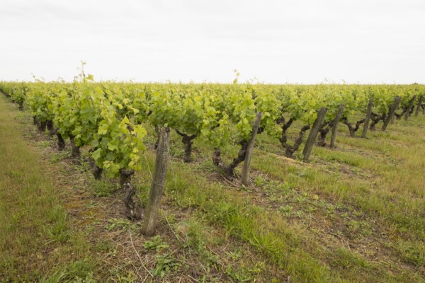 Grape vines at vineyard in Loire Valley, France