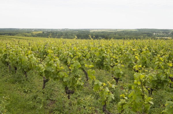 Grape vines at vineyard in Loire Valley, France