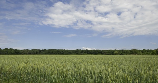 Crop field in Loire Valley, France