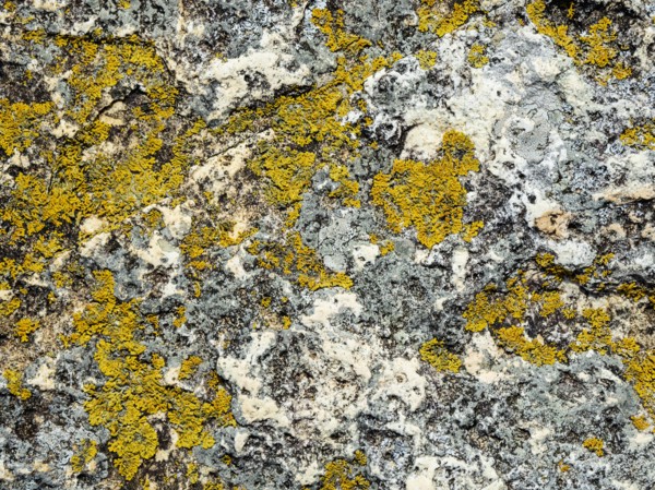 Yellow lichen on rock