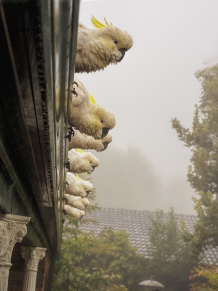 Cockatoos on roof in Katoomba