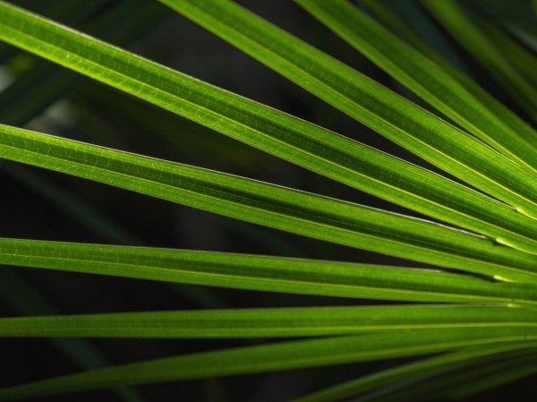 Green palm frond