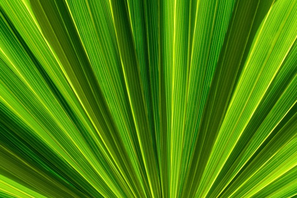 Close-up of green frond