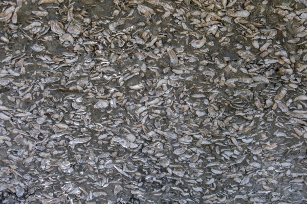 Wall of concrete and seashells