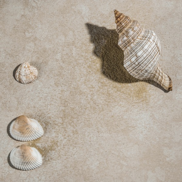 Seashells on beige surface