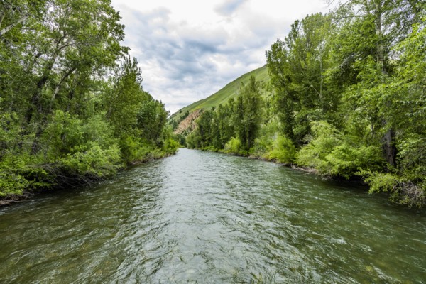 River through forest in Sun Valley