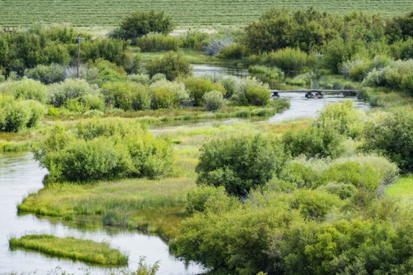 River through lush trees in Picabo