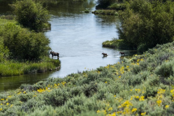 Moose crossing river in Picabo