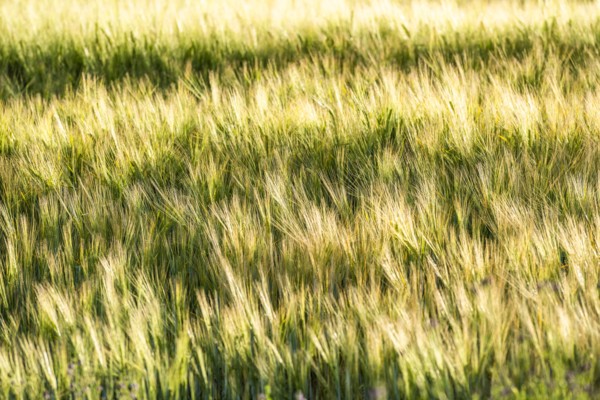 High angle view of green wheat field