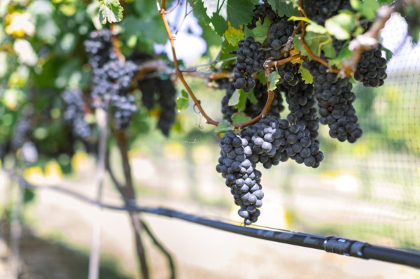 Bunches of grapes in vineyard
