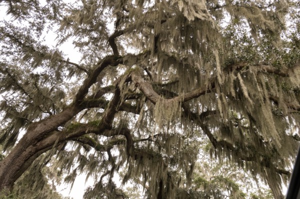 Spanish moss on live oak tree