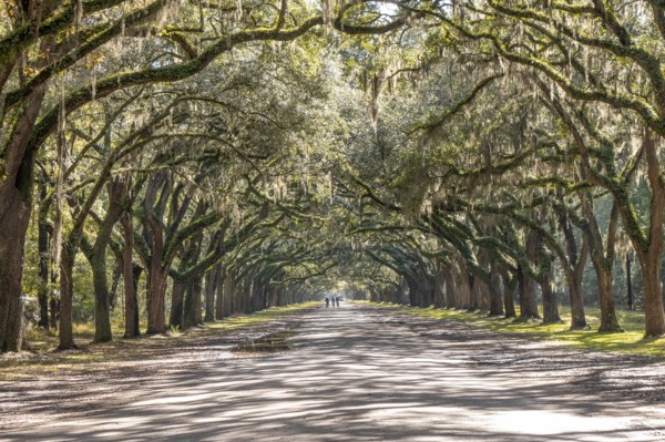 Treelined road with Spanish moss on Wormsloe Historic Site in Savannah