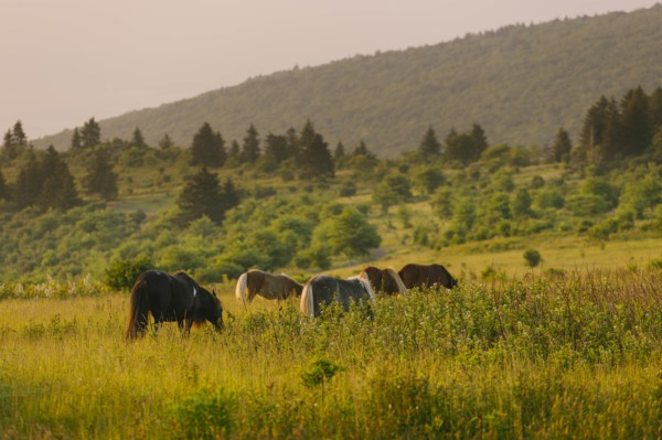 Wild ponies grazing in Mount Rogers National Recreation Area