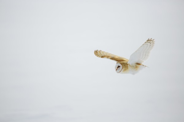 Barn owl in flight over snow