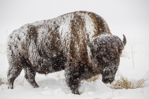Snow covered buffalo