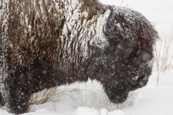 Snow covered buffalo